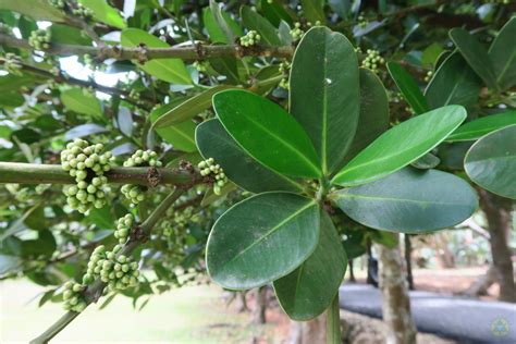 福樹果實|菲島福木(恆春熱帶植物園)